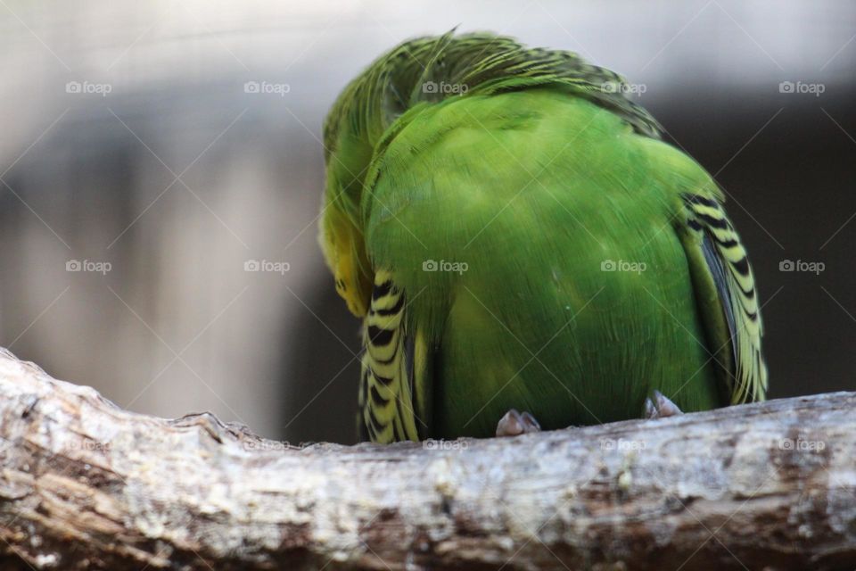 A small, green and yellow budgerigar preening it’s wing with her small beak, fashion in the bird world