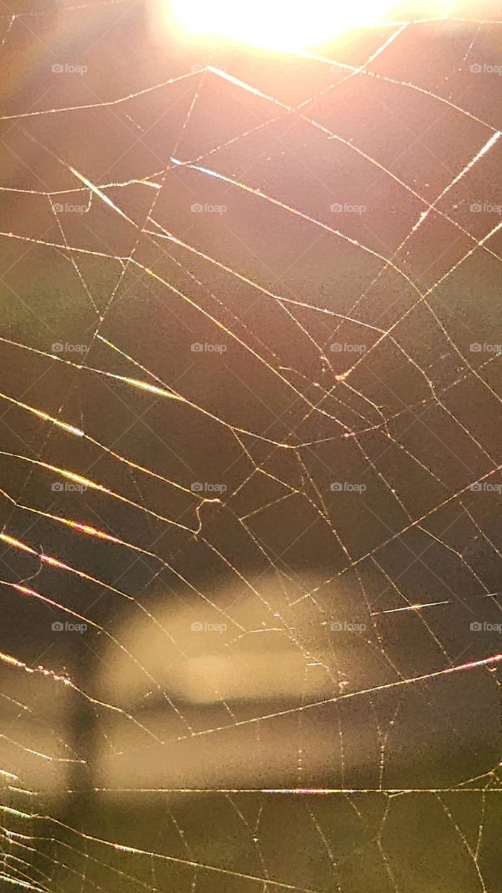 spiderweb in the sunset