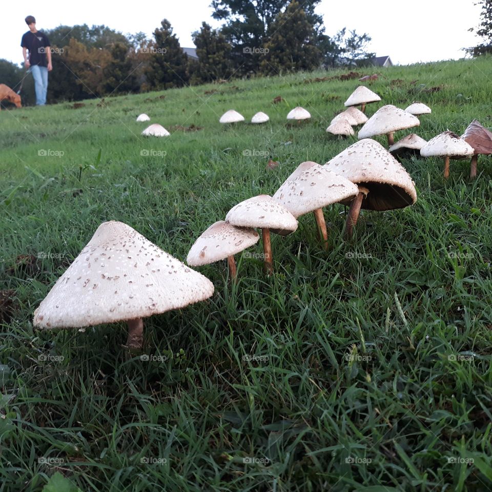fungi