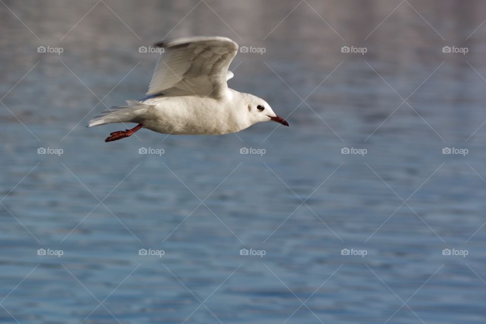 Close-up of flying seagull