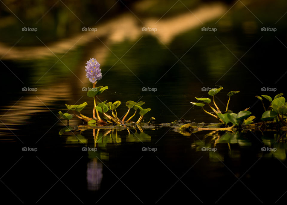 Flor de Aguapé (Pantanal Sul)