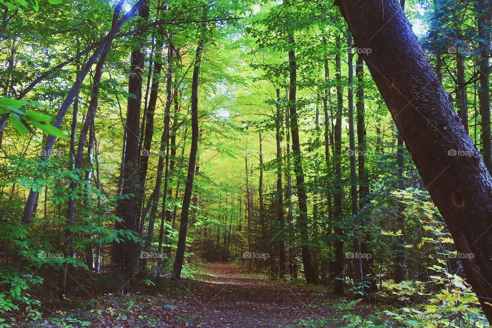 forest tree. forest trees