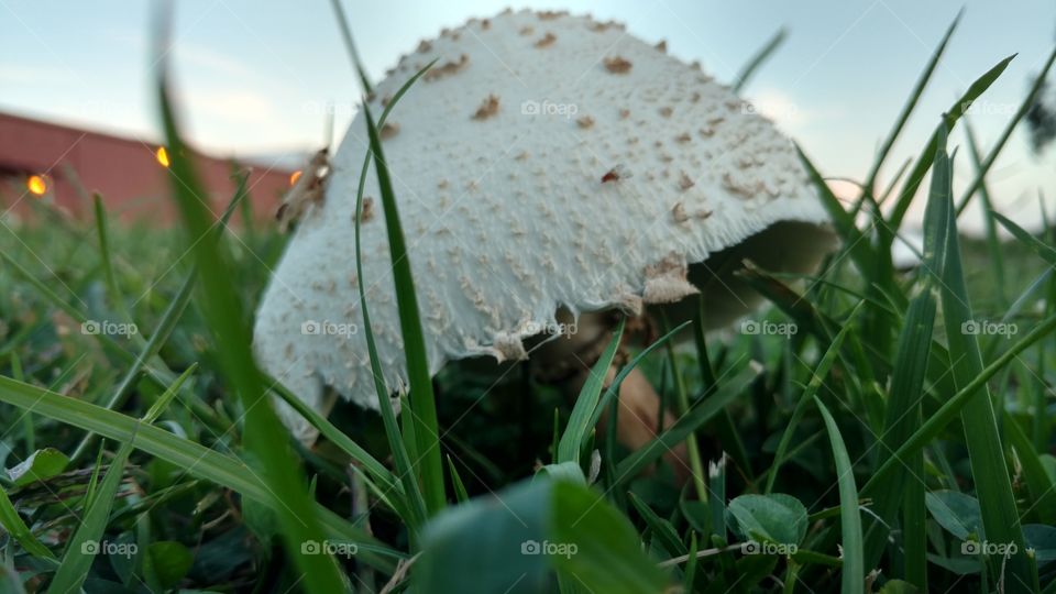 Grass, Nature, Food, Flora, Season