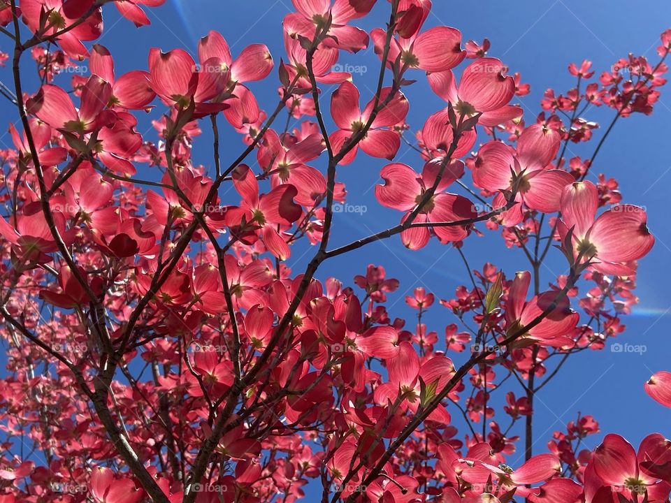 Dogwood in sunlight