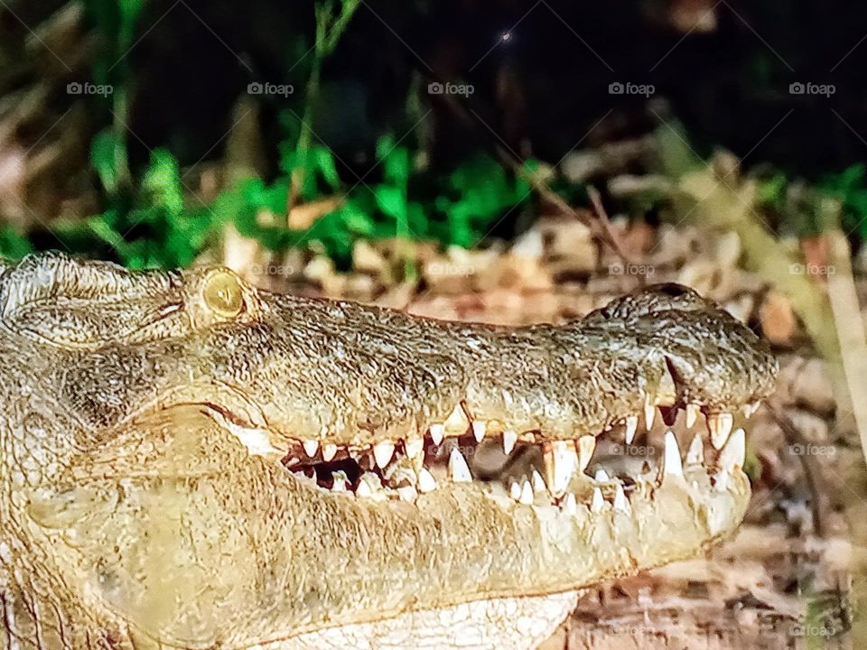 one crocodile photography