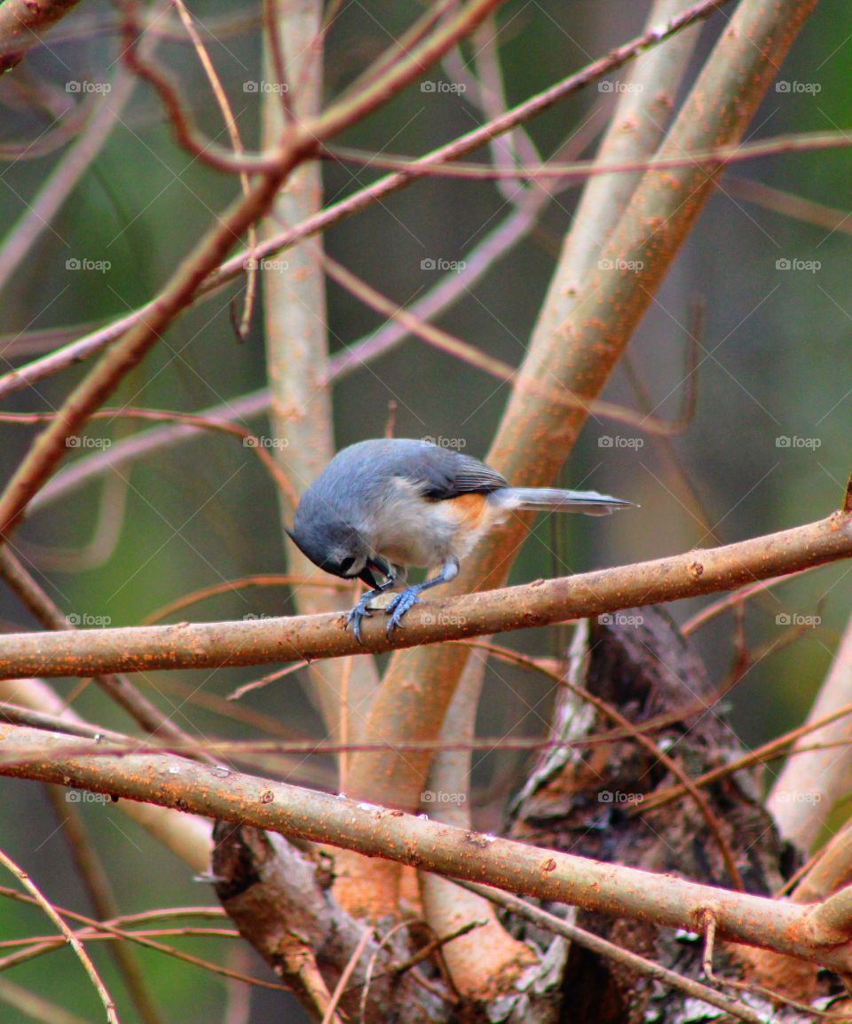 Small bird eating sunflower seeds