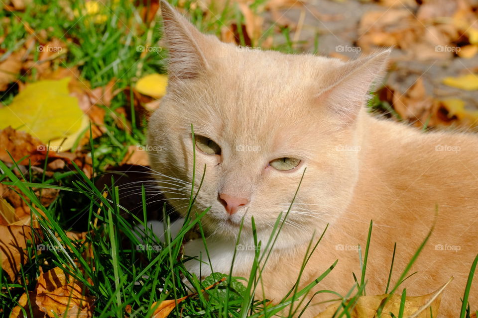 Relaxing on the grass