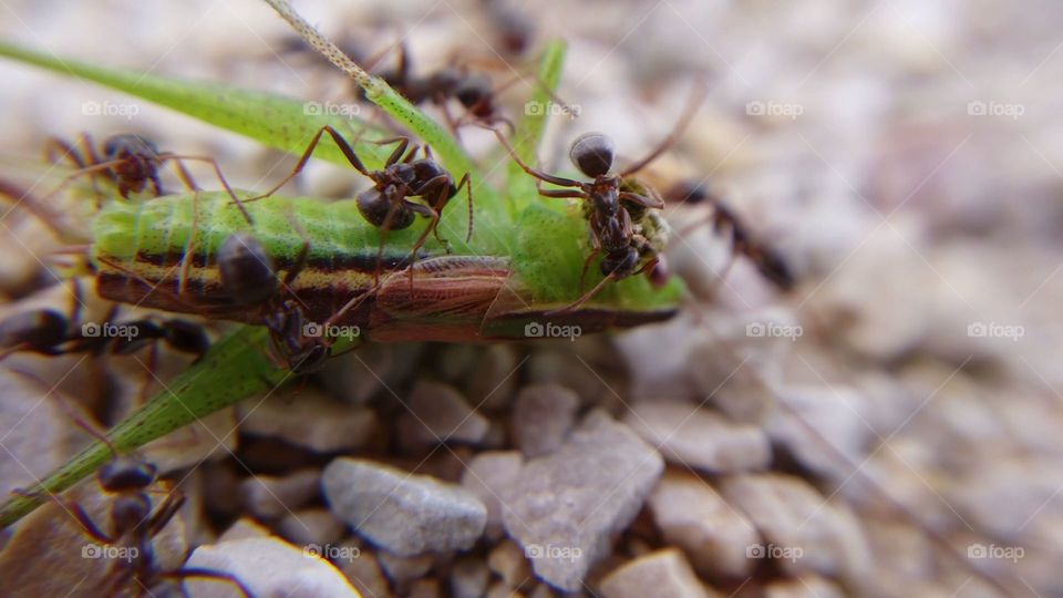 Ants dragging a grasshopper back to the nest.