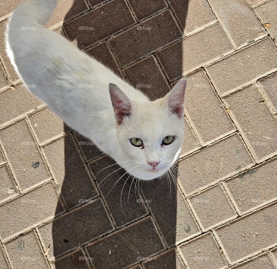 white cat