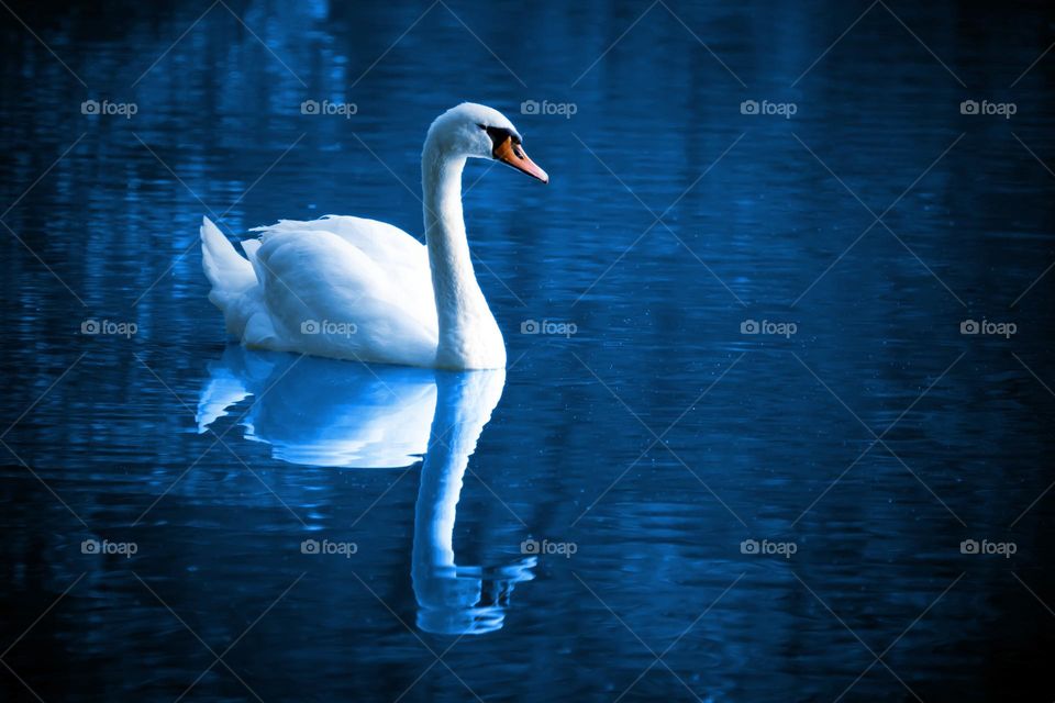 Beautiful and cute swan