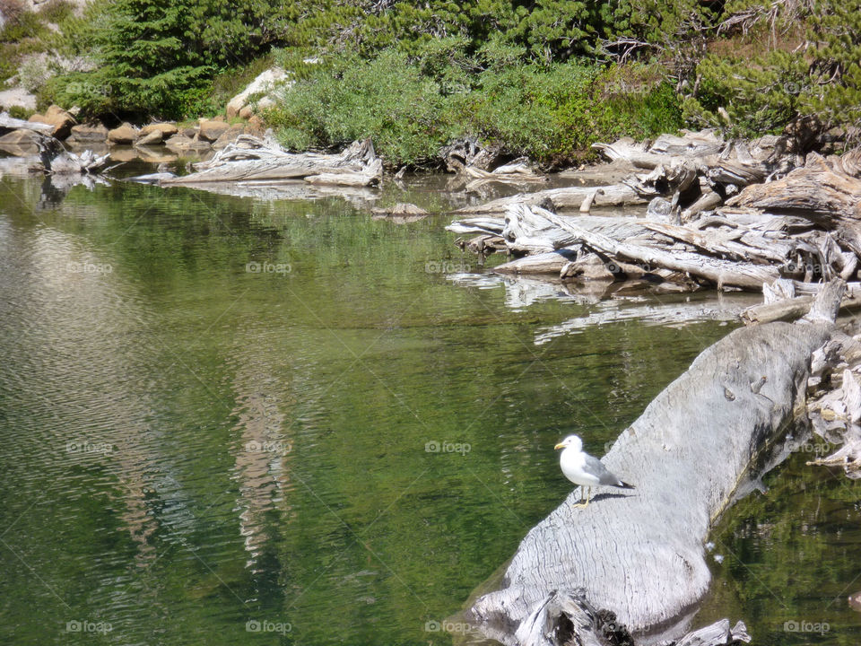 mountain trees lake rocks by kenglund