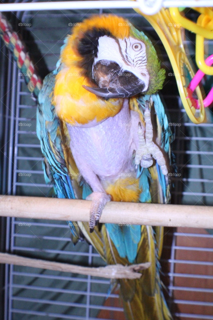 Blue & Yellow Macaw Parrot Perched in His Cage