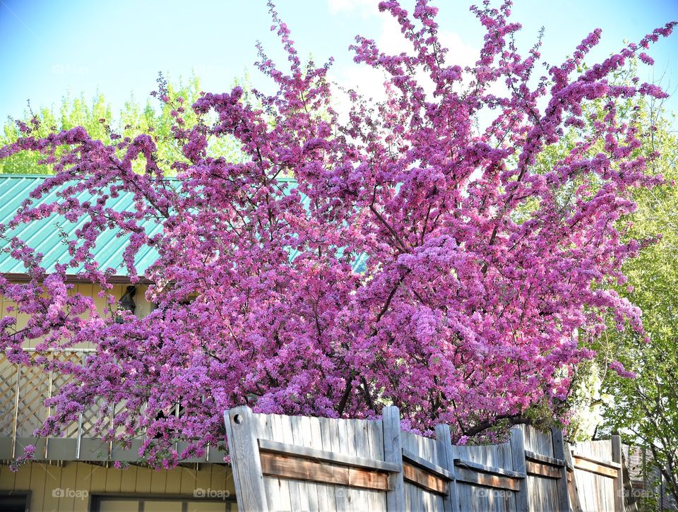 Spring Has Sprung in Saratoga!