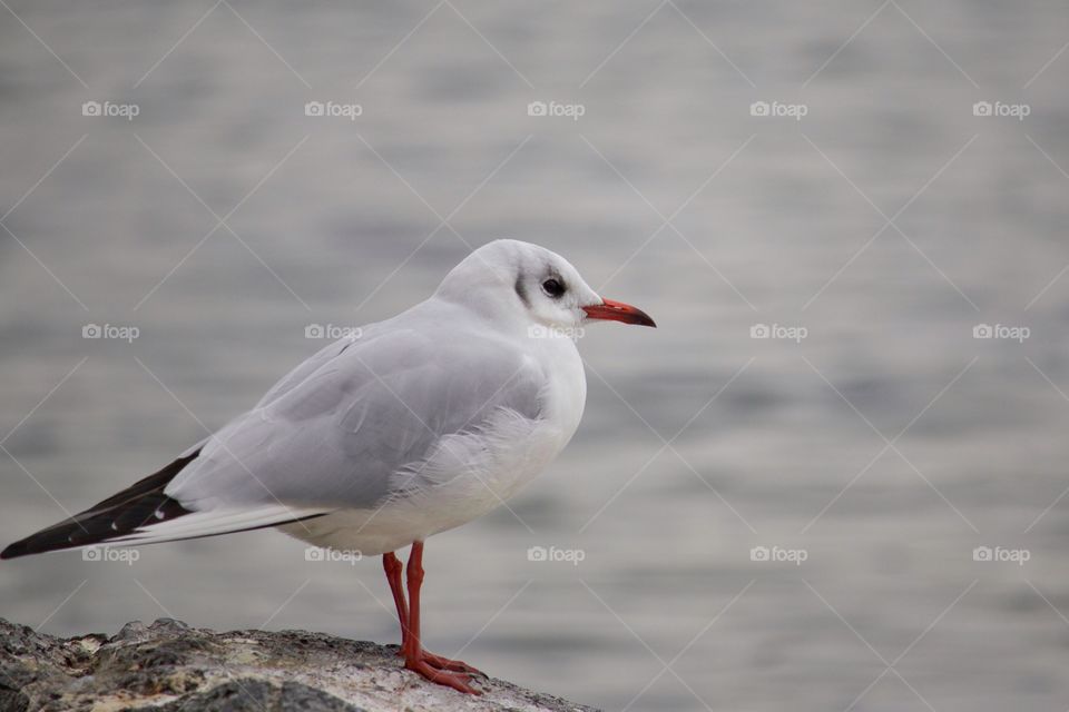 Seagull perching on rock