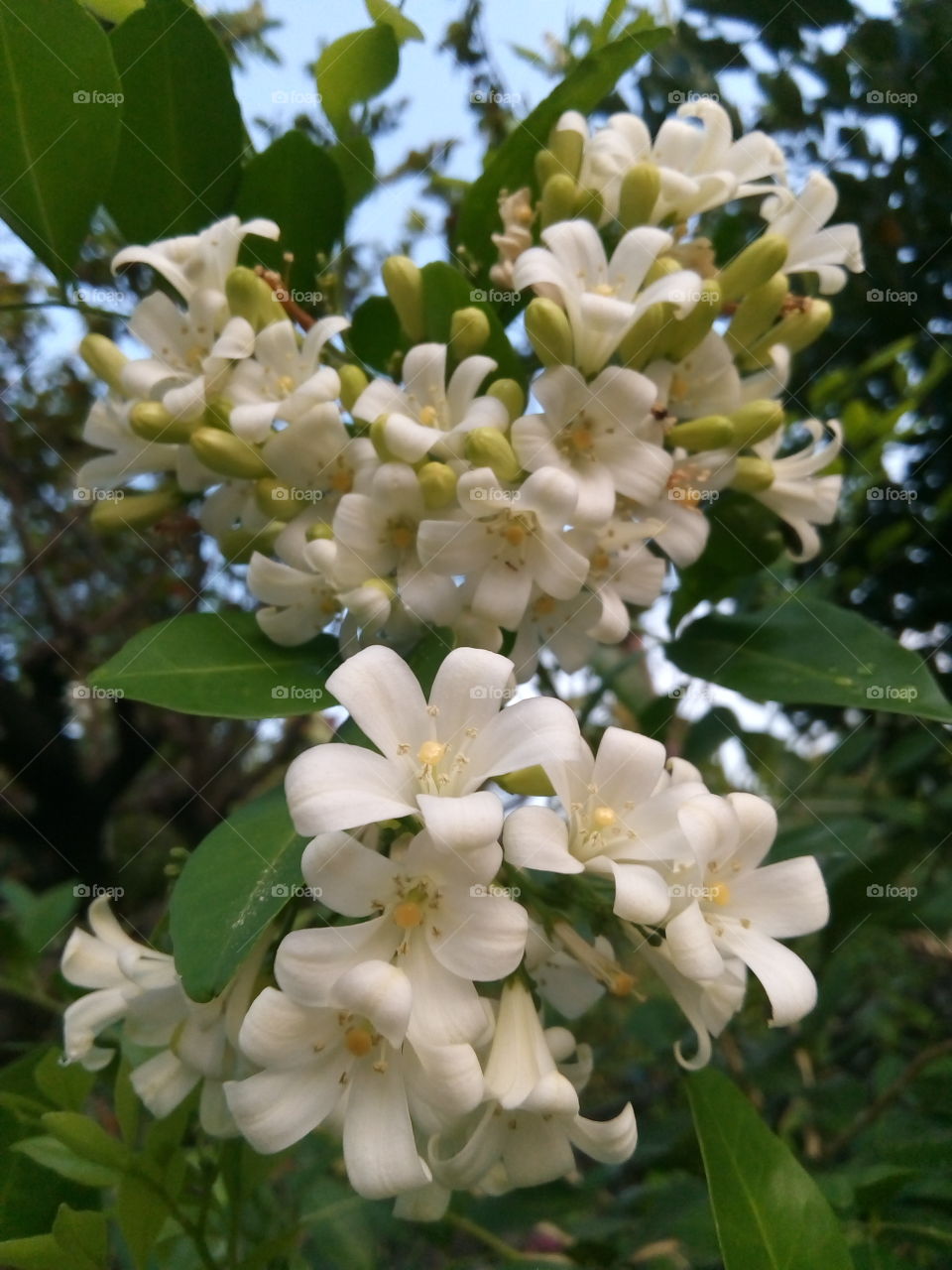 shade of white

flowet

Murraya paniculata
Fragrant
