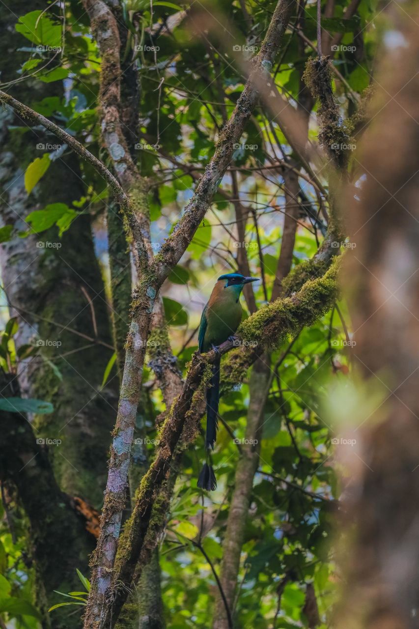 Andean Motmot bird