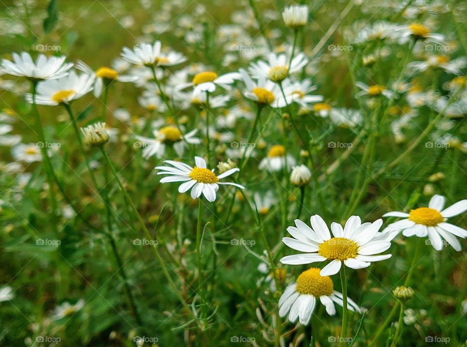 Daisies🌼🌼🌼