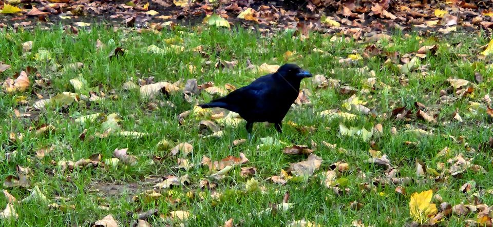 black crow looking for food in the grass under a carpet of fallen leaves on an Autumn afternoon in Oregon