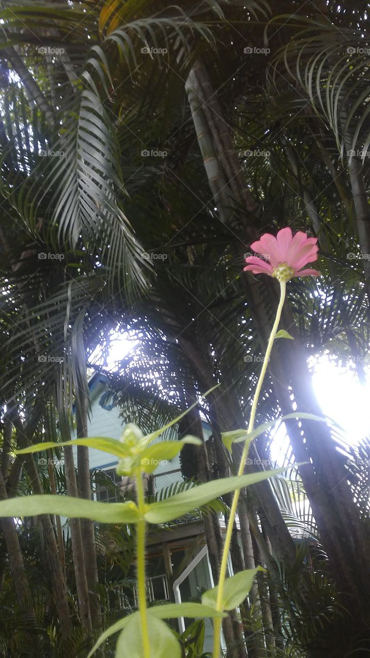 Tropical, Palm, Environment, No Person, Leaf