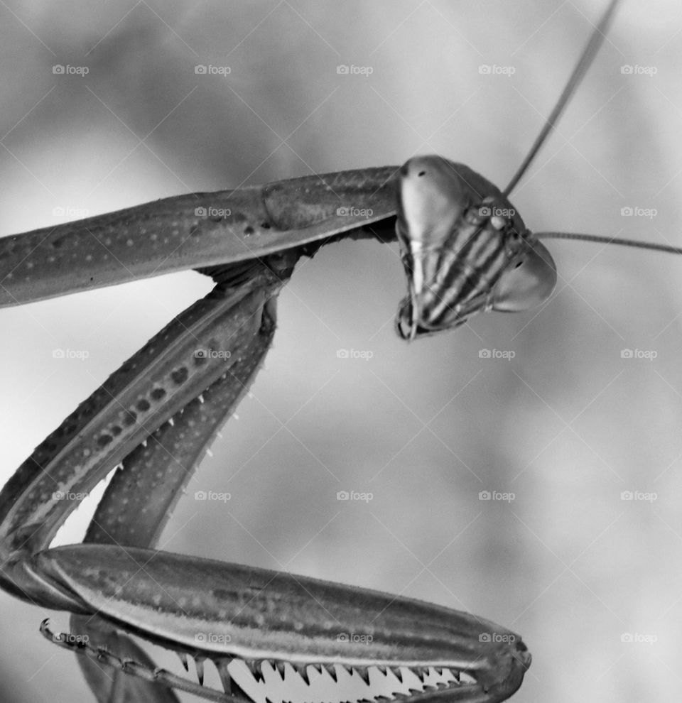 Praying mantis in black and white 