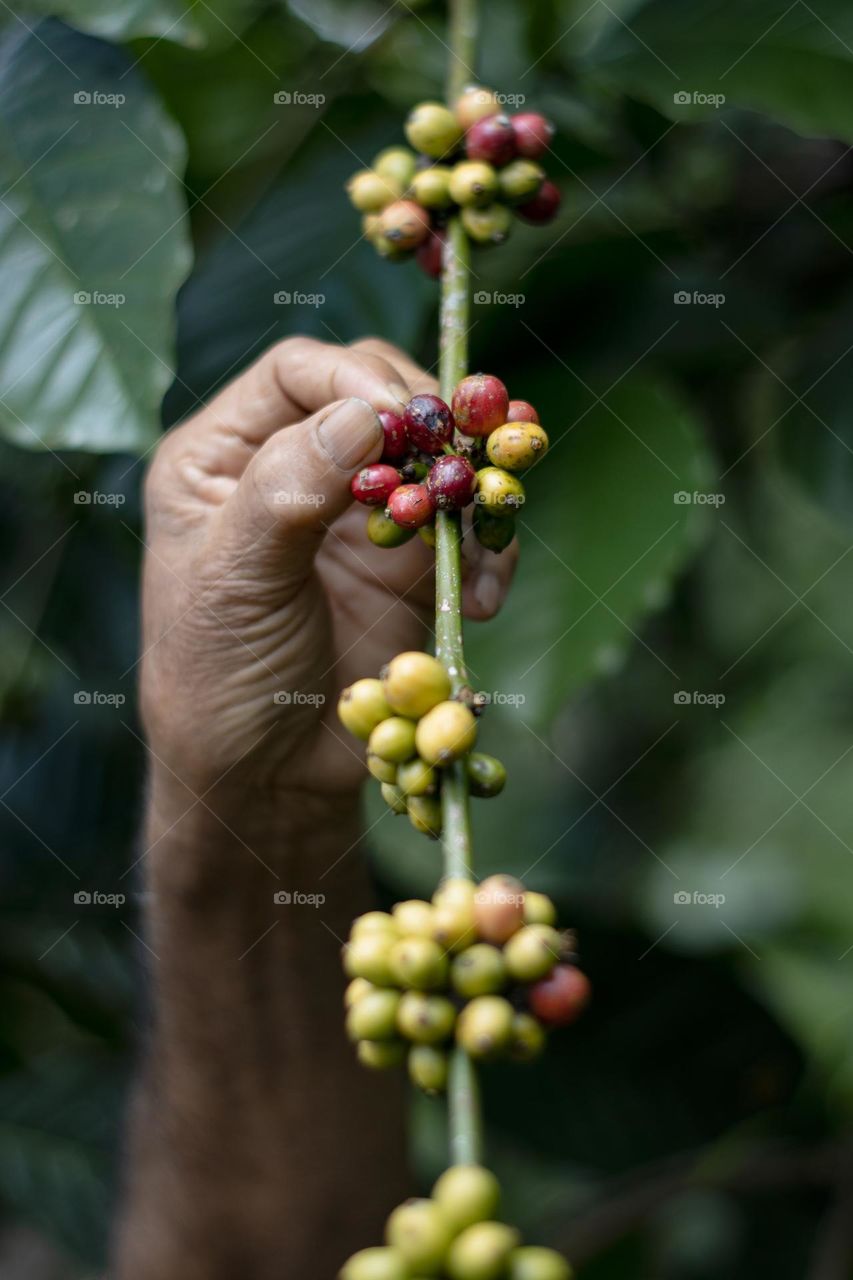 Picking coffee beans