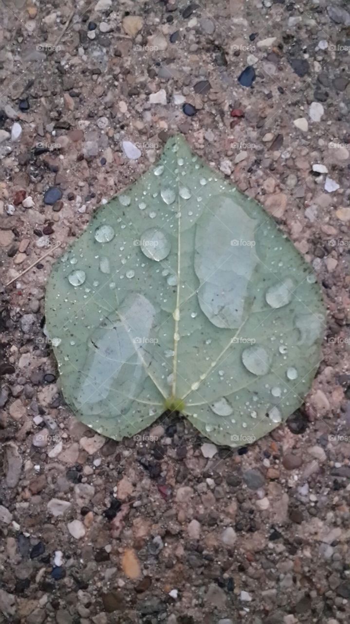 Leaf after the rain