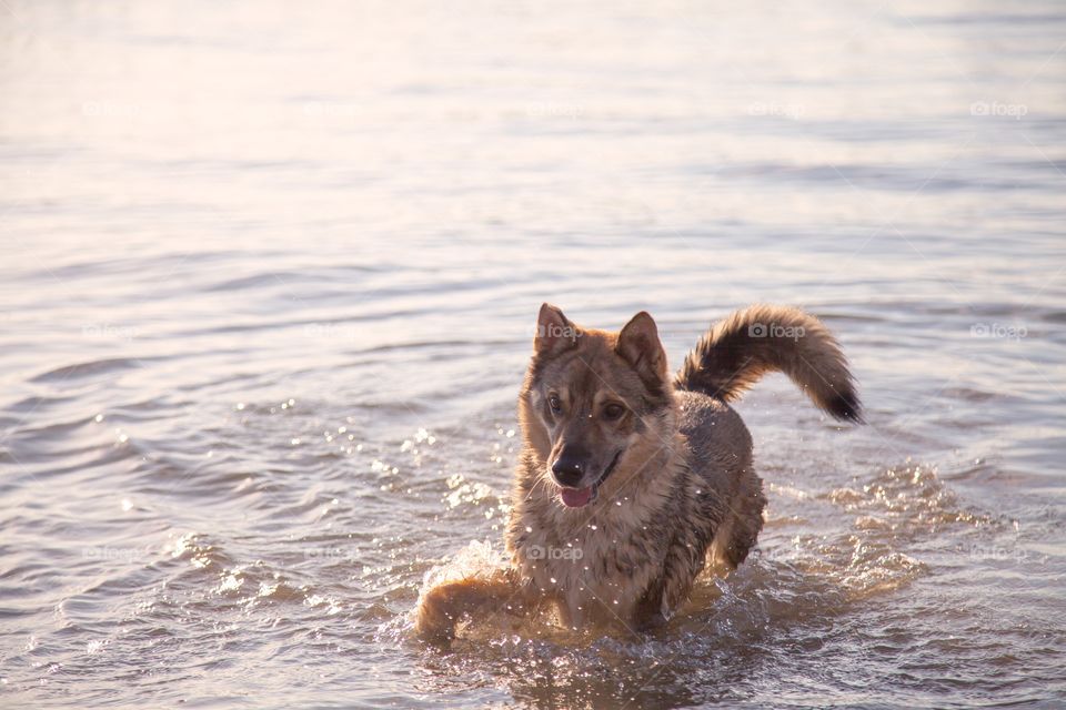 Dog at the Beach 