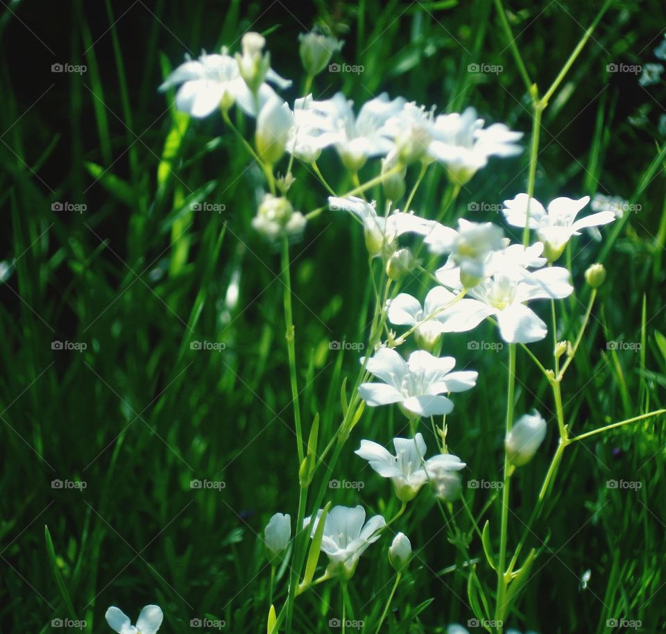 White flowers and green grass. 
