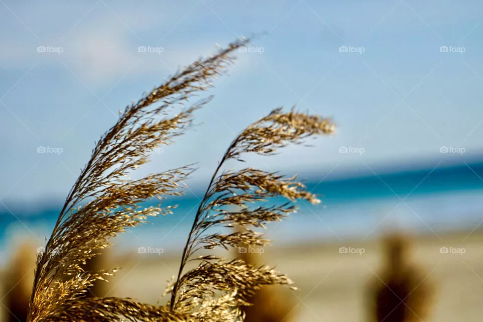 🌾