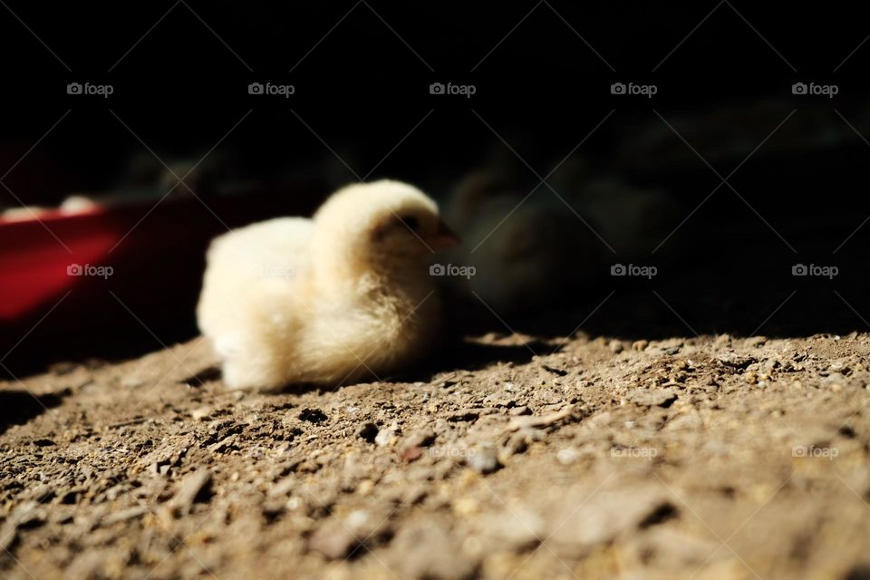 Baby chicken