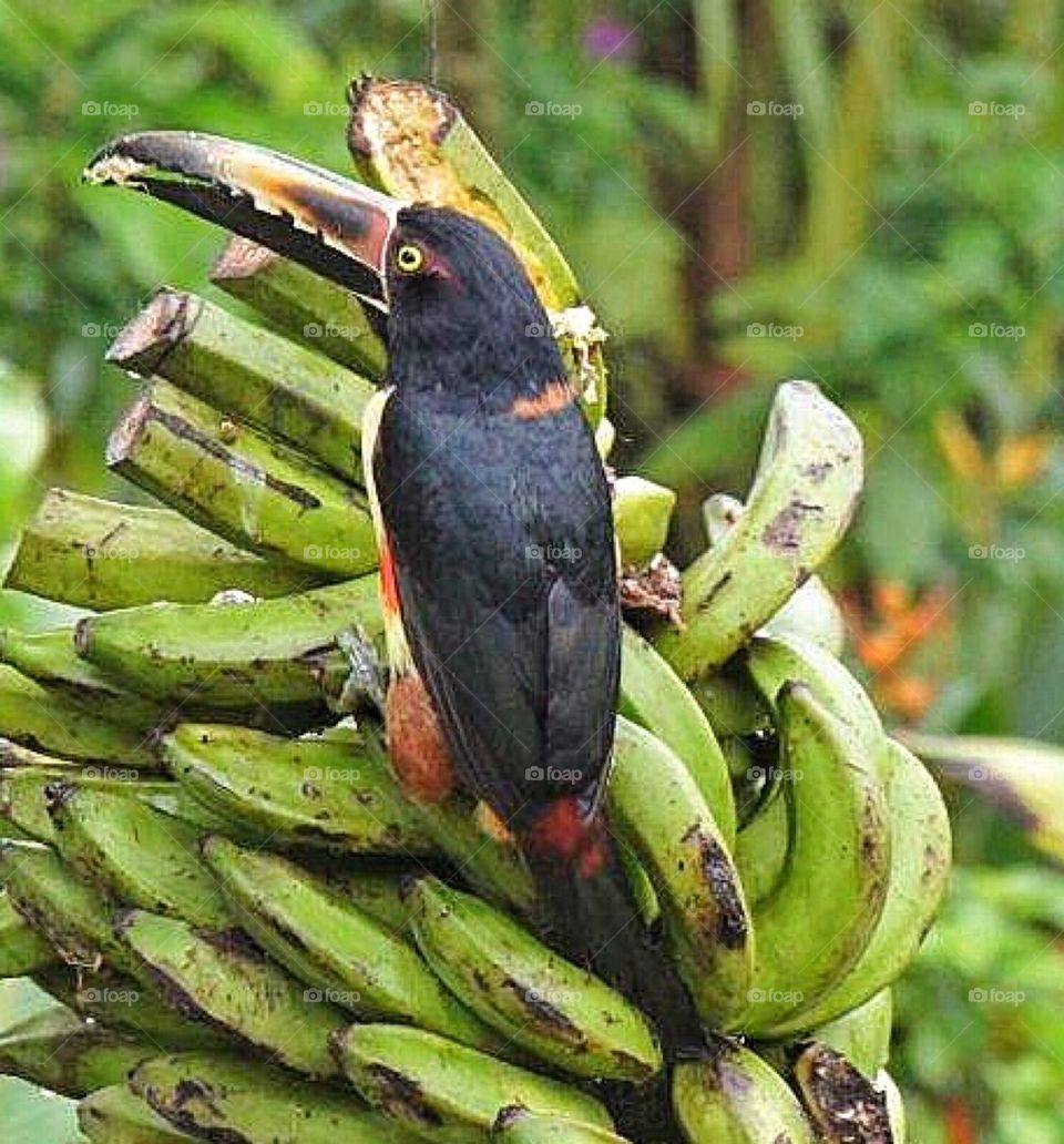 Collared Aracari