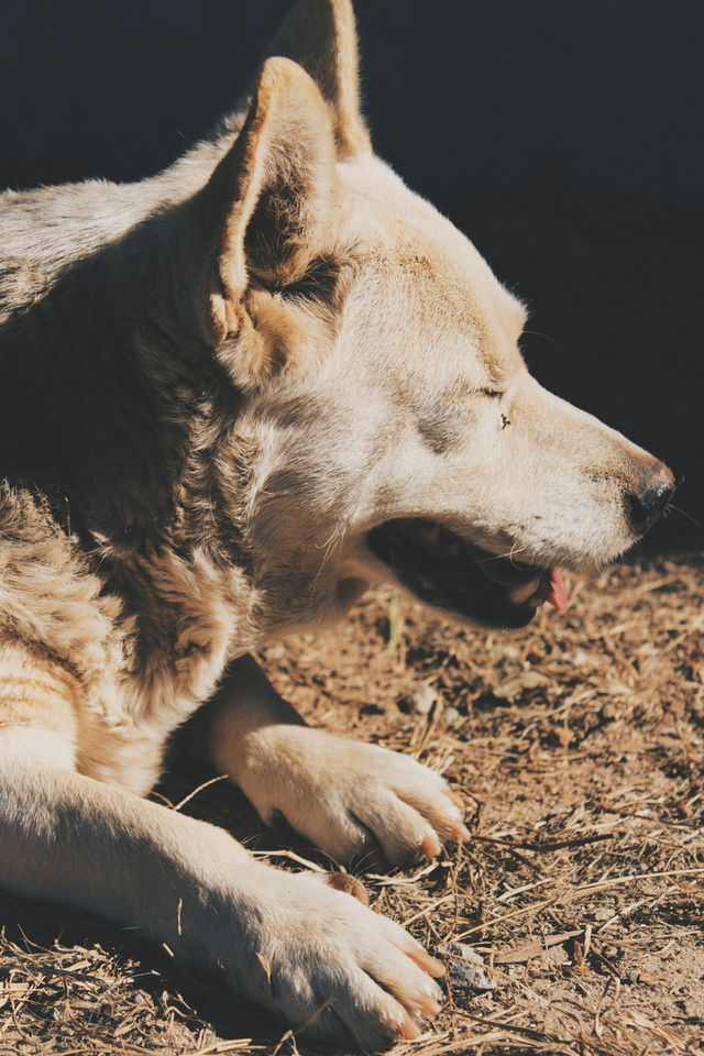 Dog and Sun