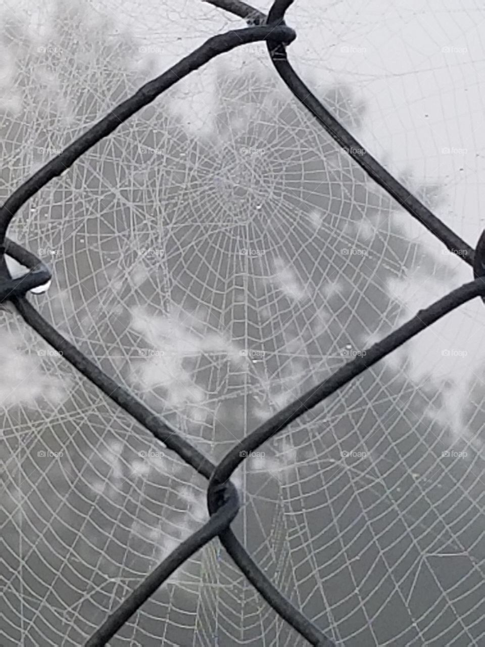 web