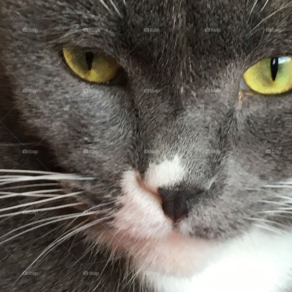 Kitty closeup 
