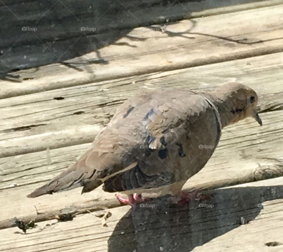Mourning Dove exploring my outside deck, seeking seeds