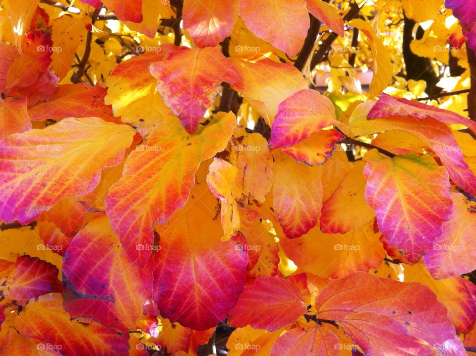 Fall beauty: bright light. Sometimes colours are that bright, that it hurts 