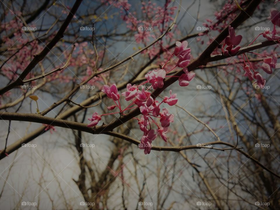 Spring Forest