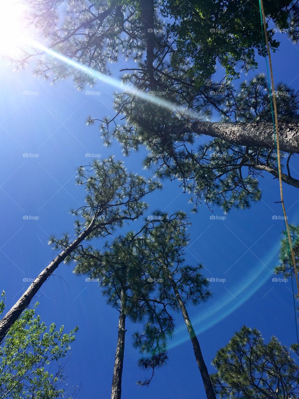 View from a Hammock