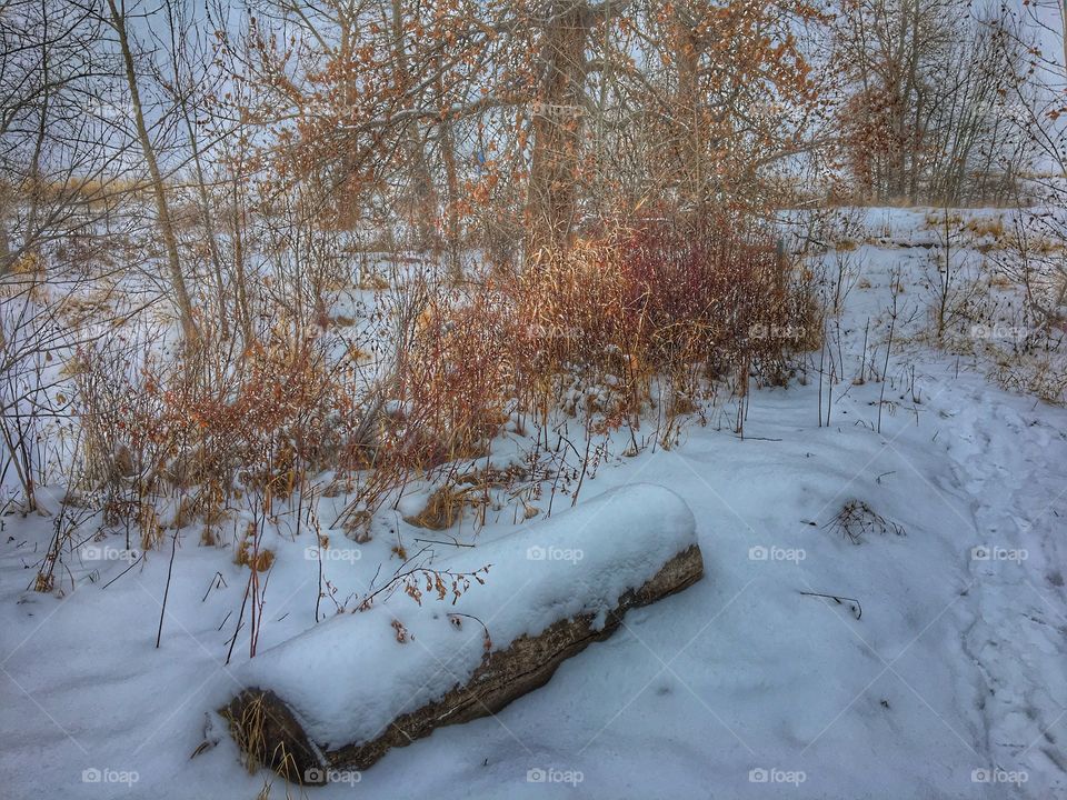 Beautiful winter colours 