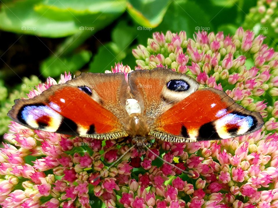 Beautiful butterfly on flower