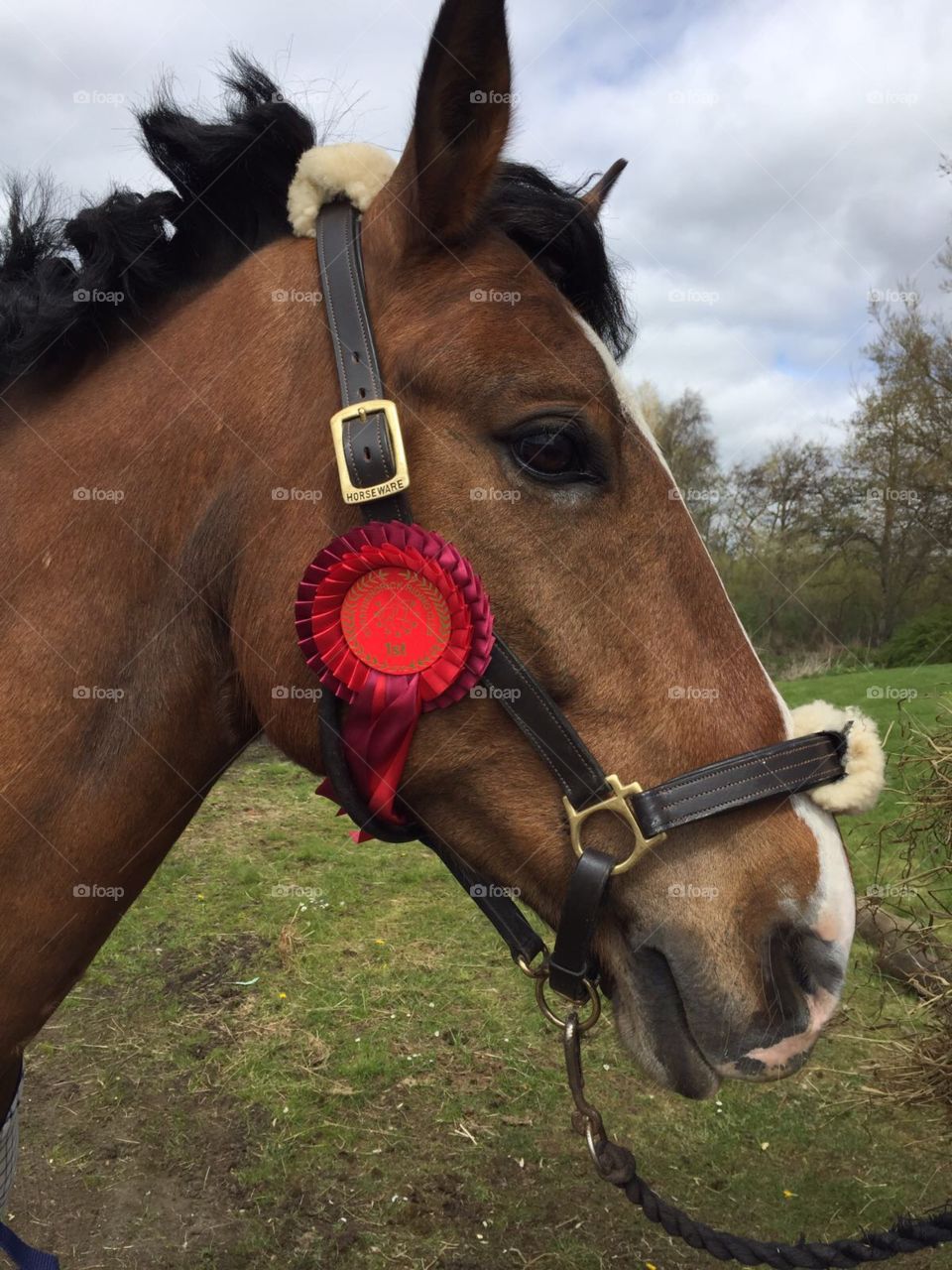 Horse with rosette. 
