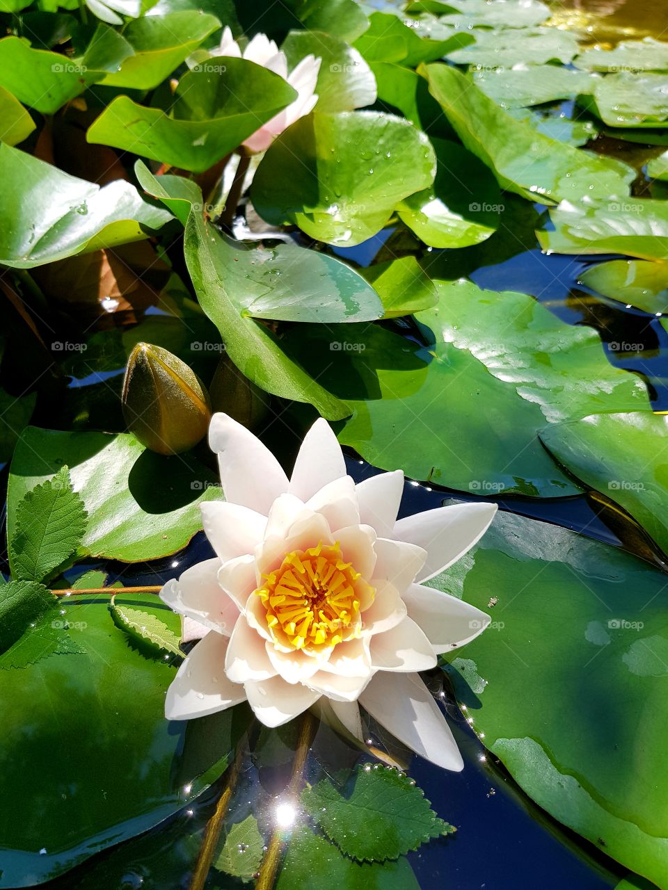 Water lily, beautiful flowers, summer time 🌞🌞🌞
