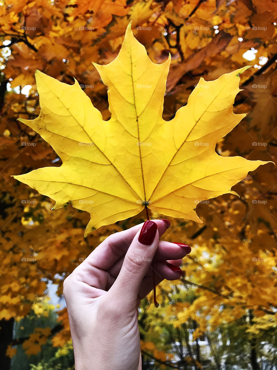 Female hand with red nails holding a yellow autumn maple leave in front of trees with yellow leaves during the rainy day 