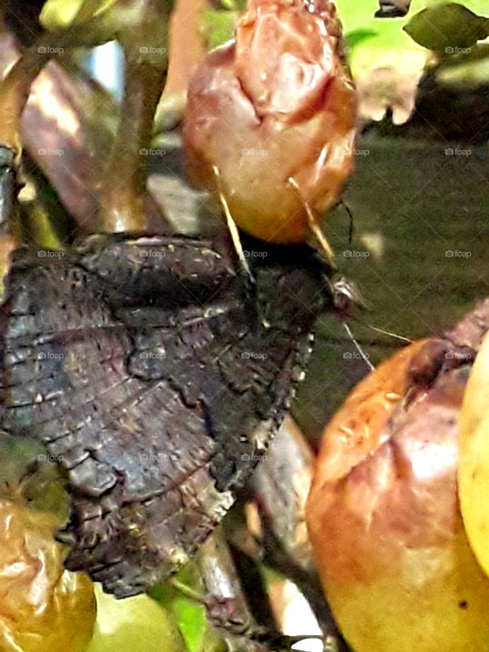 dark underside of the butterfly's wings