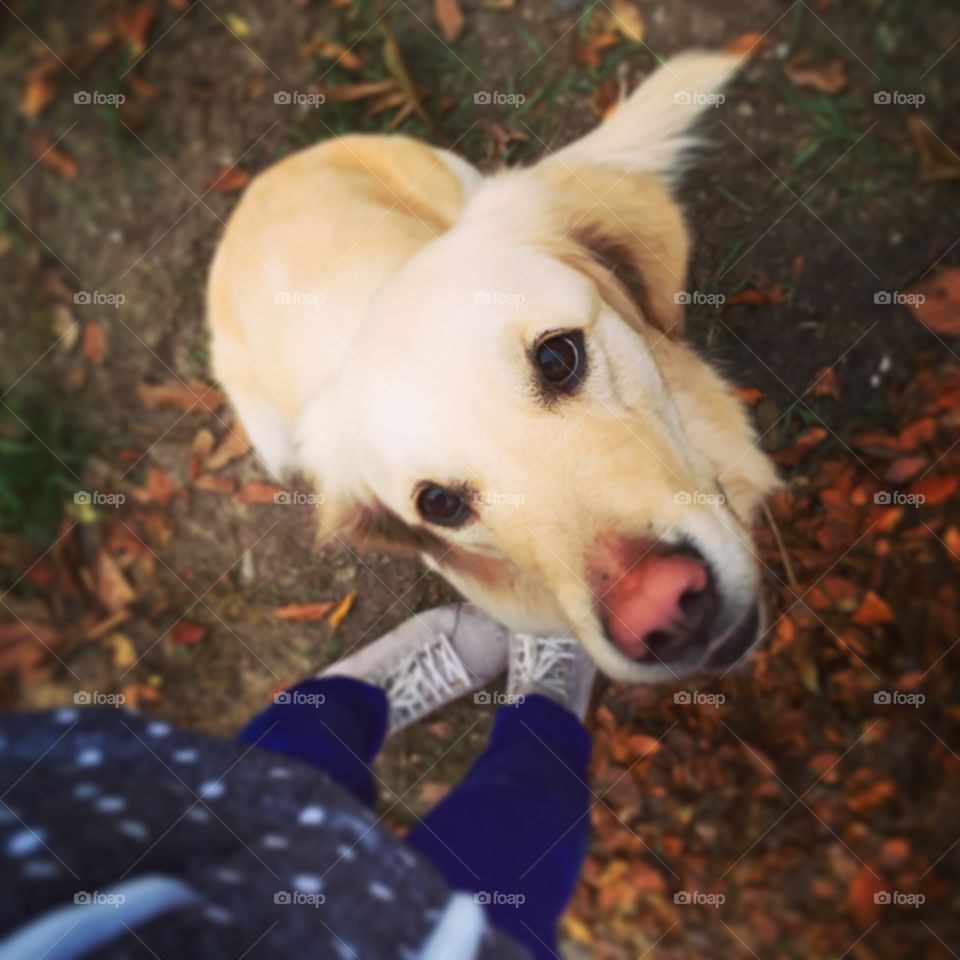 High angle view of dog