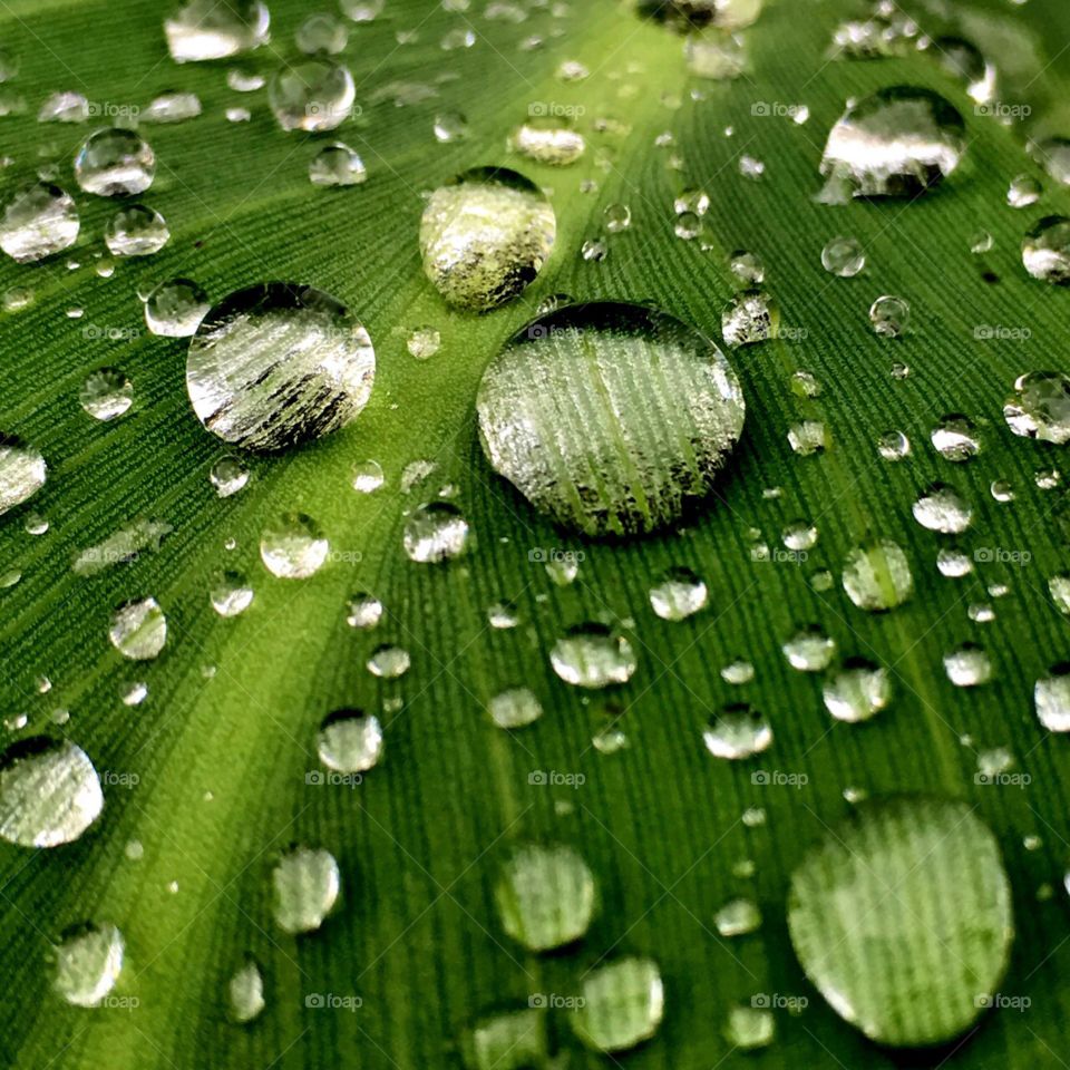 Rain drops on the leaf