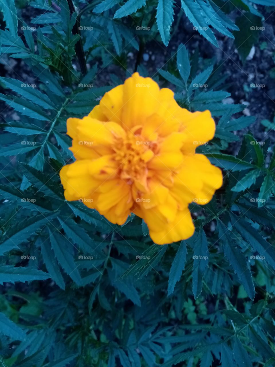 Permacultural garden