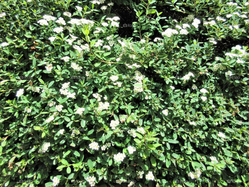 white flowers