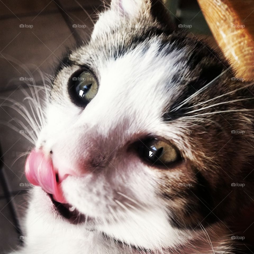 Cleocatra. My baby girl licking her lips wanting my clam chowder