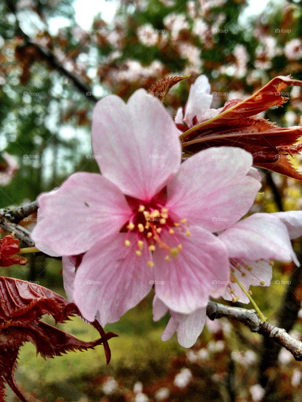 The beautiful cherry blossom!